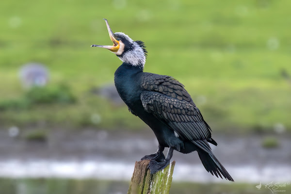 Cormorant