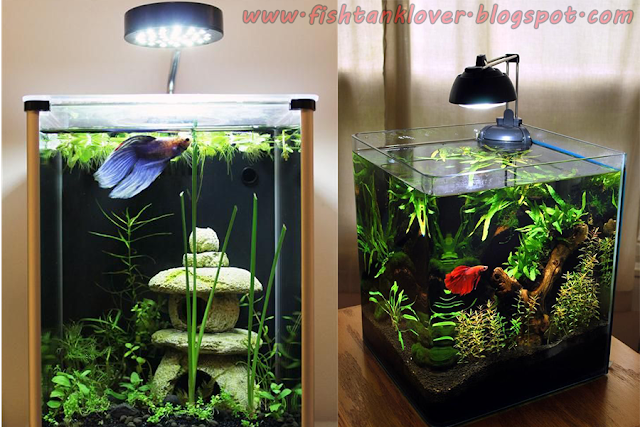 Betta fish tank light