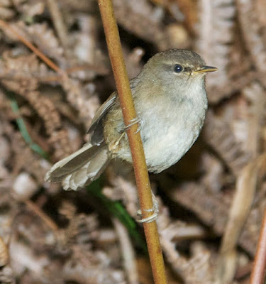 Sunda Bush-warbler (Cettia vulcania oreophila)