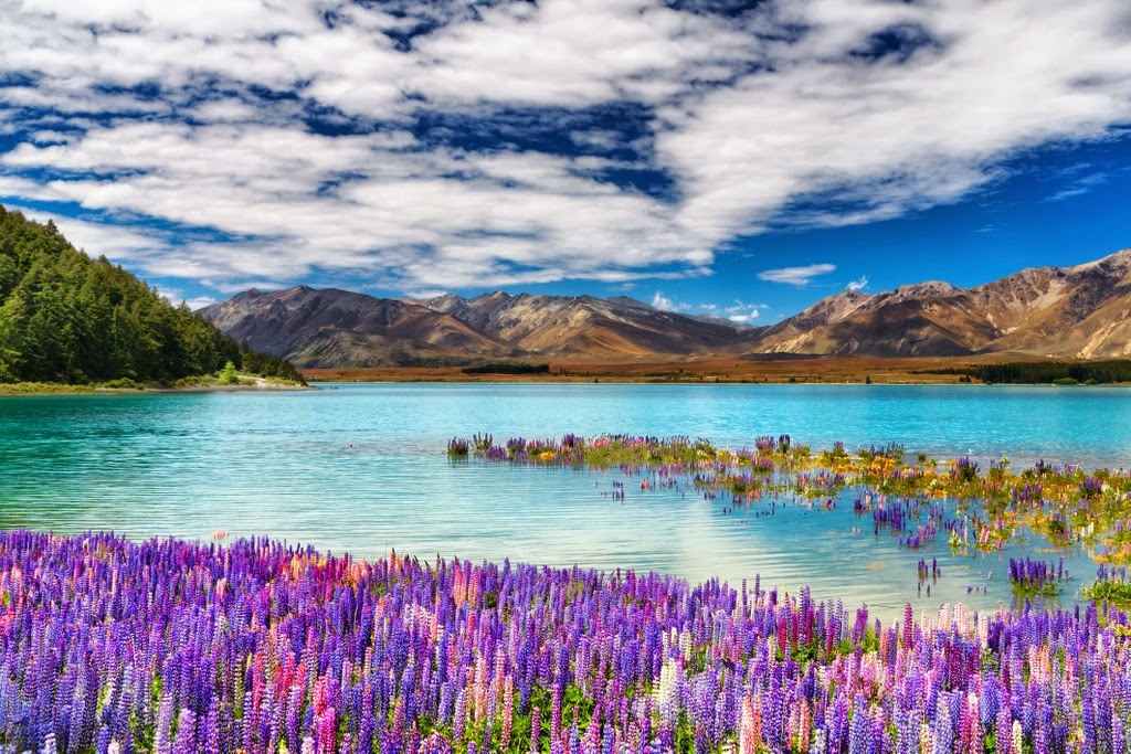 Visit Lake Tekapo, New Zealand: | Shah Nasir Travel