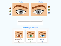 Calculadora De Color De Ojos Del Bebe