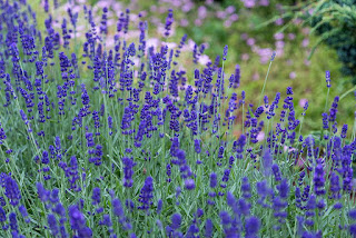 Lavender Meadow, public domain image