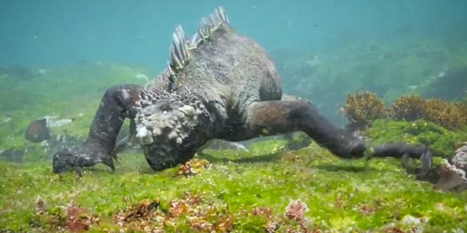 Ternyata, Diam-diam Ada Godzilla yang Hidup di Dasar Laut