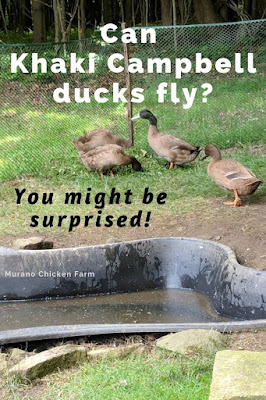 Khaki campbell ducks can fly