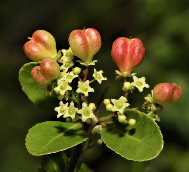 Maytenus diversifolia
