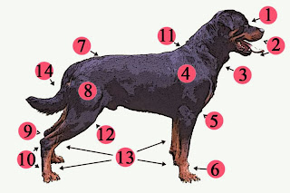 perro rotwiler anatomía canina