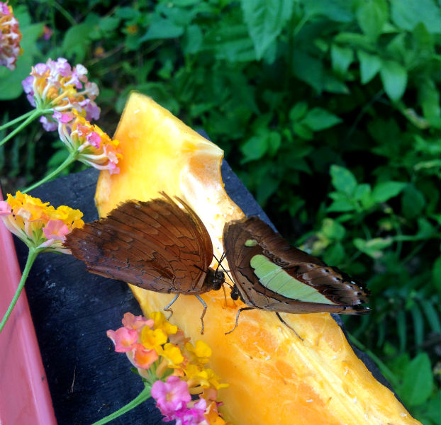 Butterfly Park in Luang Prabang