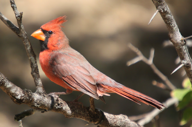 Cardinal Birds In Texas