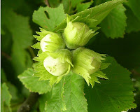 Corylus avellana