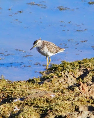 "Wood Sandpiper ,rare winter visitor snapped Duck Pond Mt Abu."