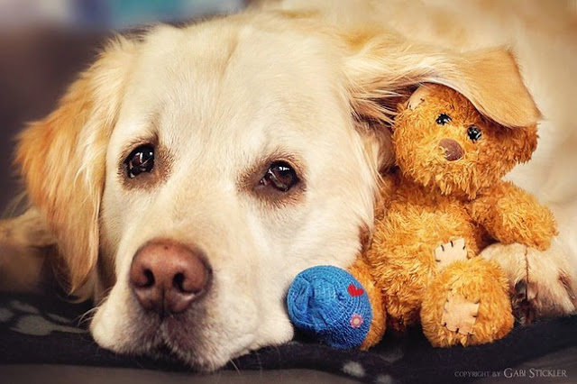 As aventuras do Golde Retriever Mali  e seu urso de pelúcia