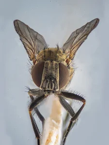 Pegomya bicolor