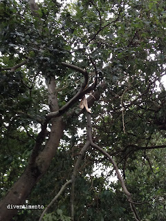 Broken branch