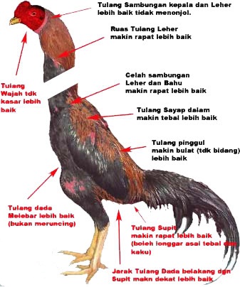 8 Katuranggan Bentuk Fisik Ayam  Bangkok  Tipe Juara  