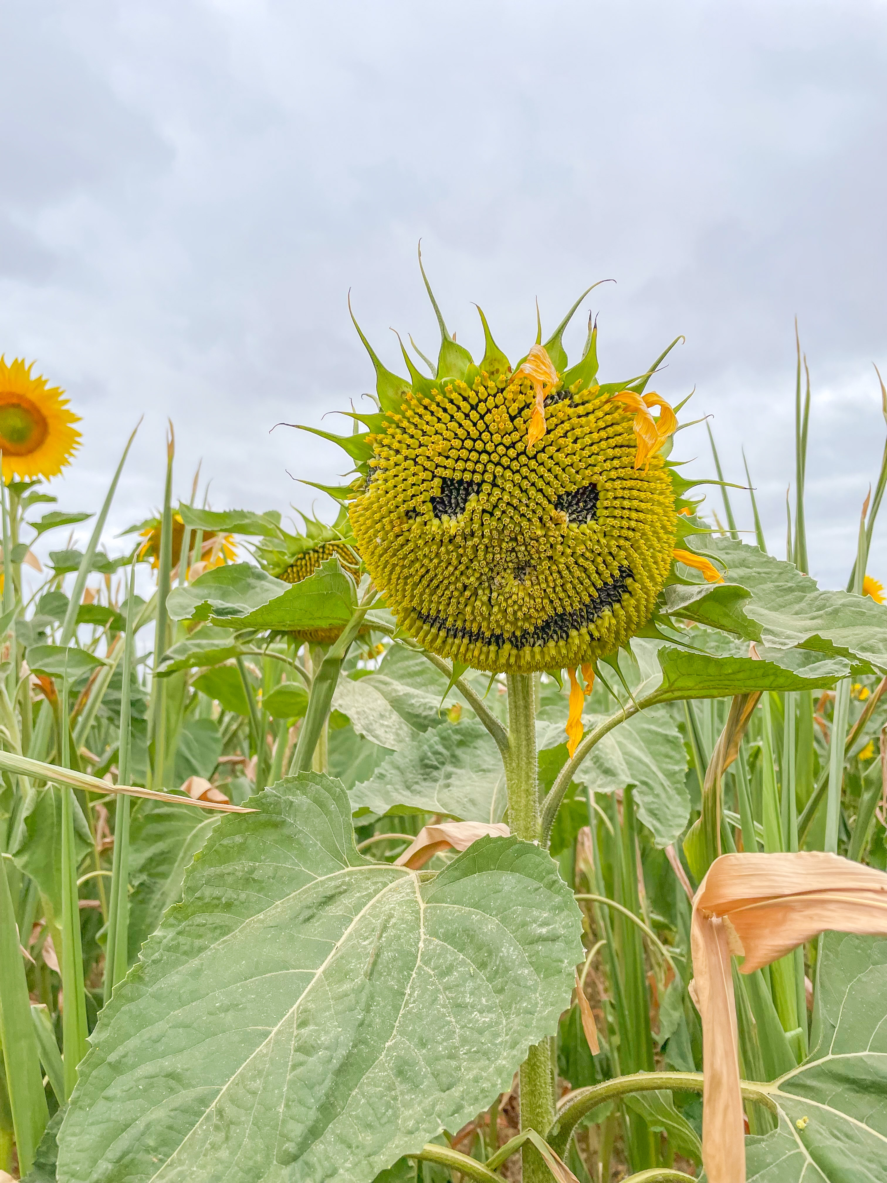 sunflower field Milton Keynes, sunflowers mk, wildflower field mk, the patch mk sunflowers, the patch mk review,