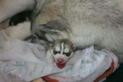 Husky puppies Seen On www.coolpicturegallery.us