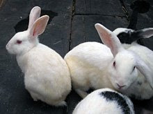 Resident rabbits