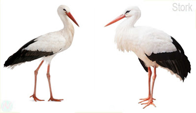 Stork; মানিকজোড়