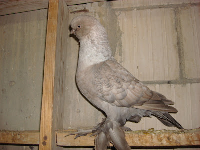 Long face pigeon for sale tumbler pigeon for sale