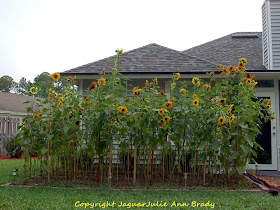 My Sunflower Garden at 9 Feet at 90 Days