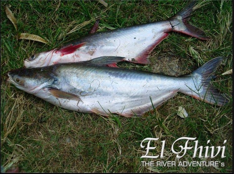 Pengen Mancing Ikan Patin Kolam Harian? Ini Dia Umpan 