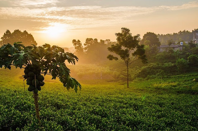 Tan Cuong tea hill at dawn 1