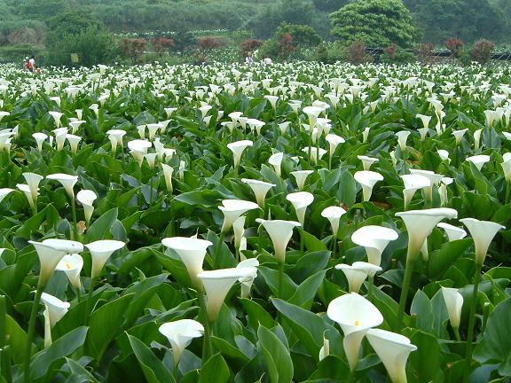 川說自茹 海芋花语