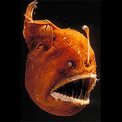 Anglerfish