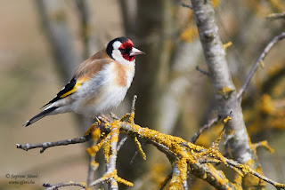 Tengelic, Carduelis carduelis