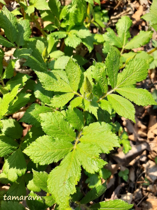 Лесной мак весенний (Hylomecon vernalis)