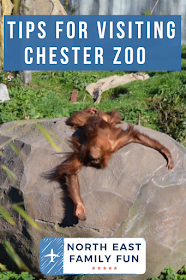 Tips for Visiting Chester Zoo from Newcastle 