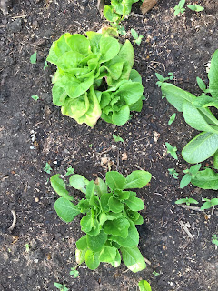Lettuce and tomato plants in a suburban raised bed garden