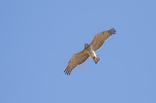 Short-toed Eagle at Schinias National Park