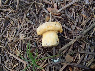 pieprznik jadalny Cantharellus cibarius