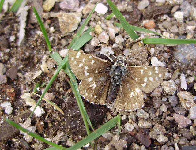 Pyrgus sp.