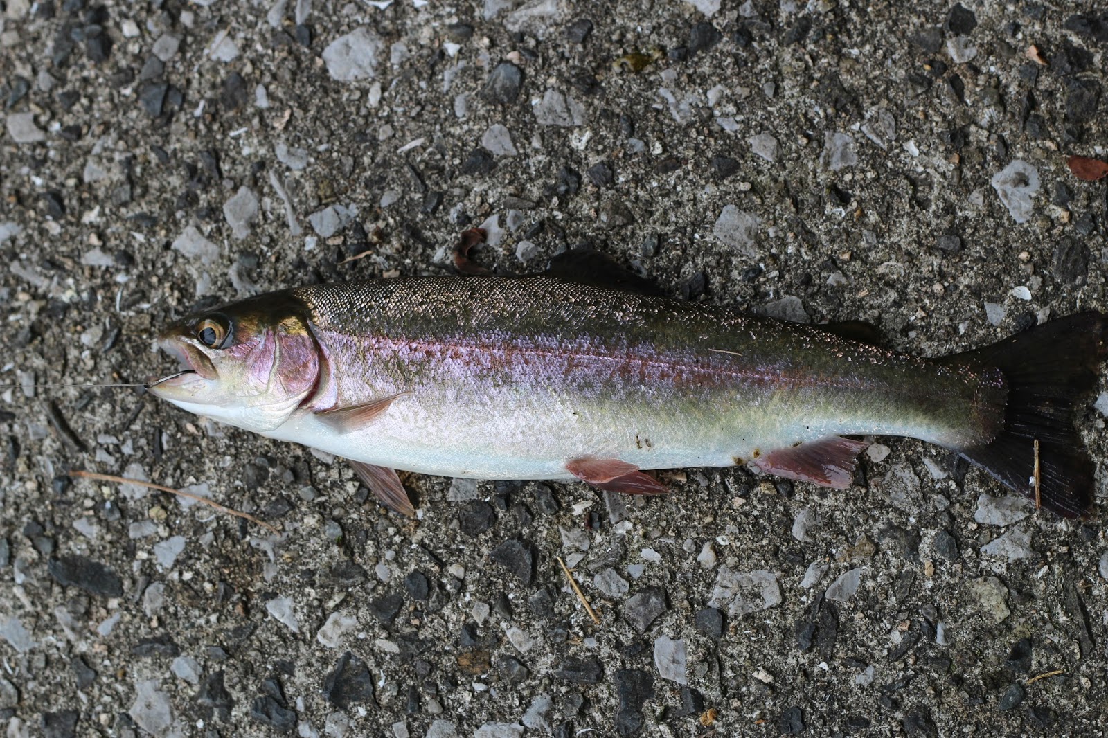 持ち帰り料金1kg2 0円 広島県内で最も安いニジマス釣り堀 万古渓 まごけい 養魚センター の魅力をまとめてみた イクメンライフハッカー