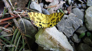 Pseudopanthera macularia IMG11512