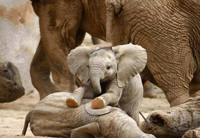 Sweet Baby Elephant