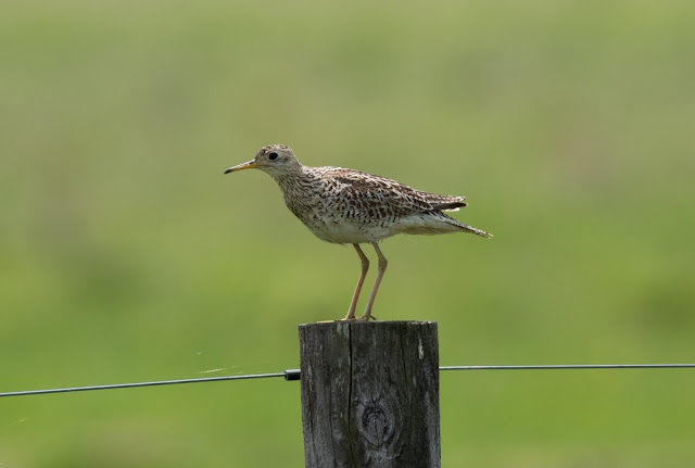 Upland Sandpiper - Munuscong Potholes, Michigan, USA