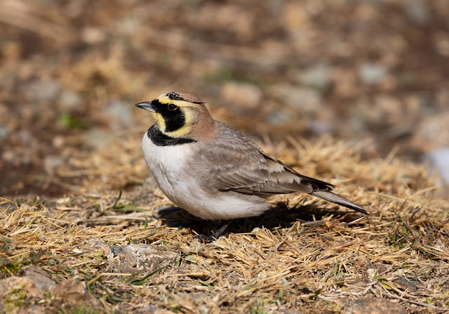 Atlas Horned Lark - Oukaïmeden, Morocco