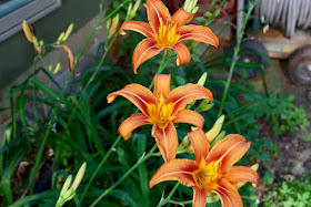 Day lilies, June blooms