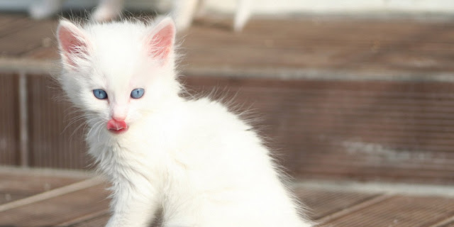 Turkish Angora