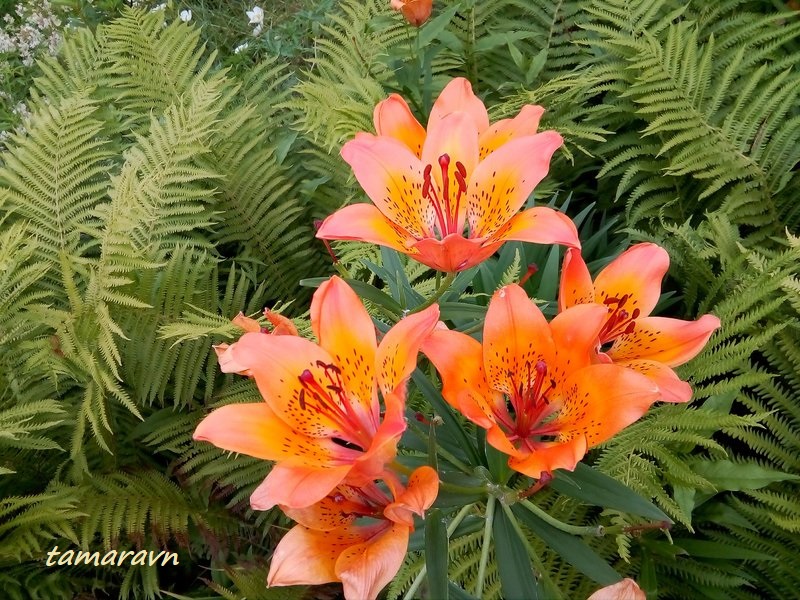 Лилия пенсильванская / Лилия даурская (Lilium pensylvanicum, =Lilium dauricum)