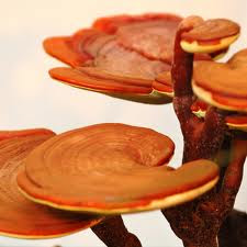 Ganoderma Lucidum o reishi