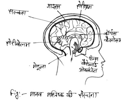 class10-biology-notes-in-hindi-chapter-5-career-crafters-brain-fifure