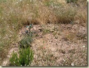 weeds herbs