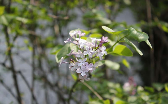 Lilac Flowers Pictures