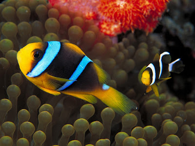 Beautiful Fishes Wallpaper