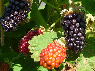 Marionberry Fruit pictures
