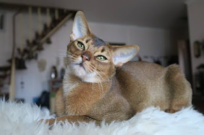 Kucing abyssinian